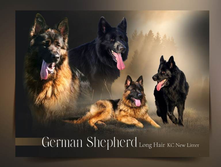 German Shepherd Black Long Hair Puppies 