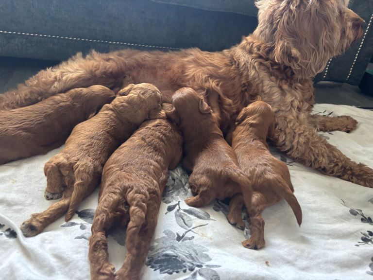 Cockapoo