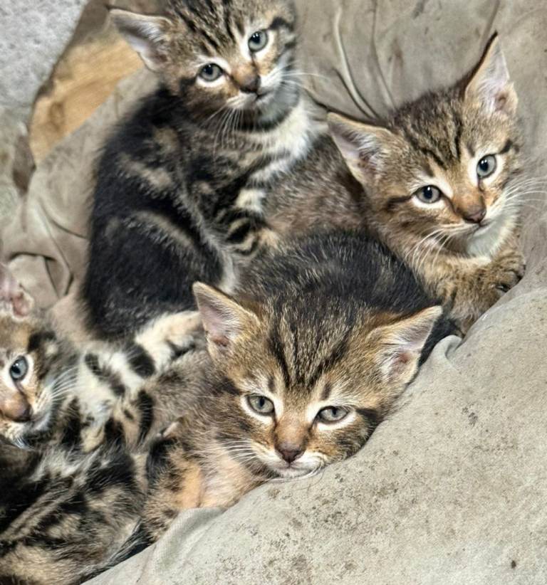 Adorable Tabby Kittens 3 males (1 female is currently reserved)