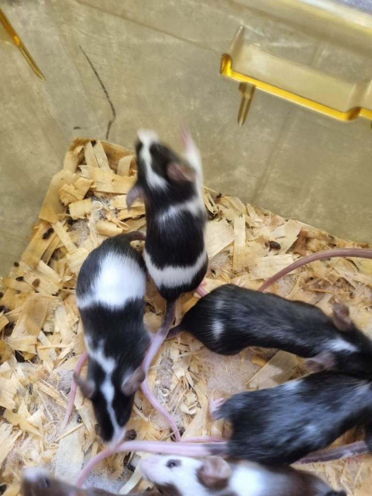 Pet mice