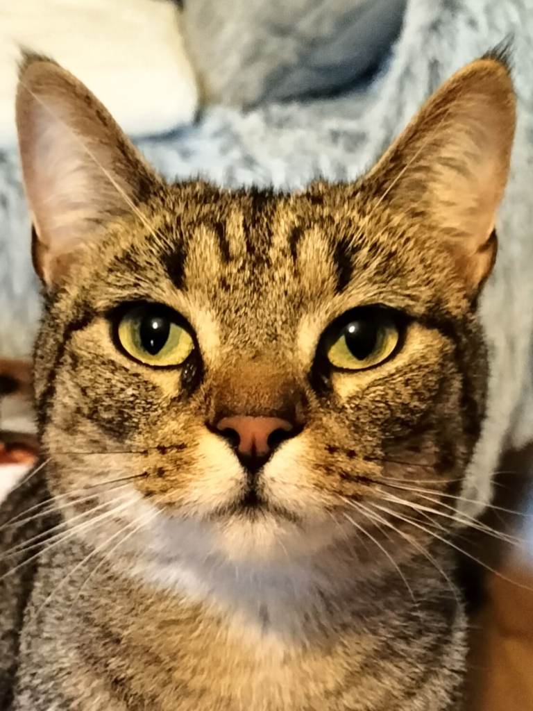 Male 2year tabby neutered good health 