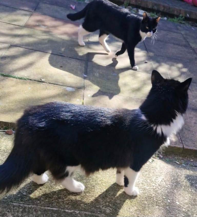 GRACE & LUNA ... 2 Cats (Sisters)