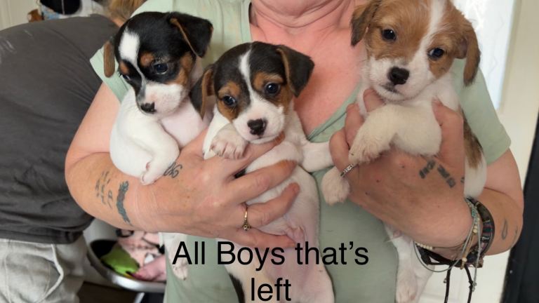 🐶🐶🐶🐶NOW ALL SOLD  NOParson Russell x Chihuahua puppies
