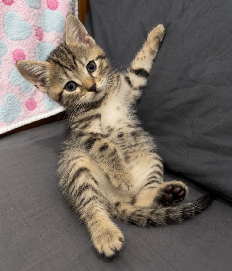 British Shorhair x kittens Only 4 kittens left!! 