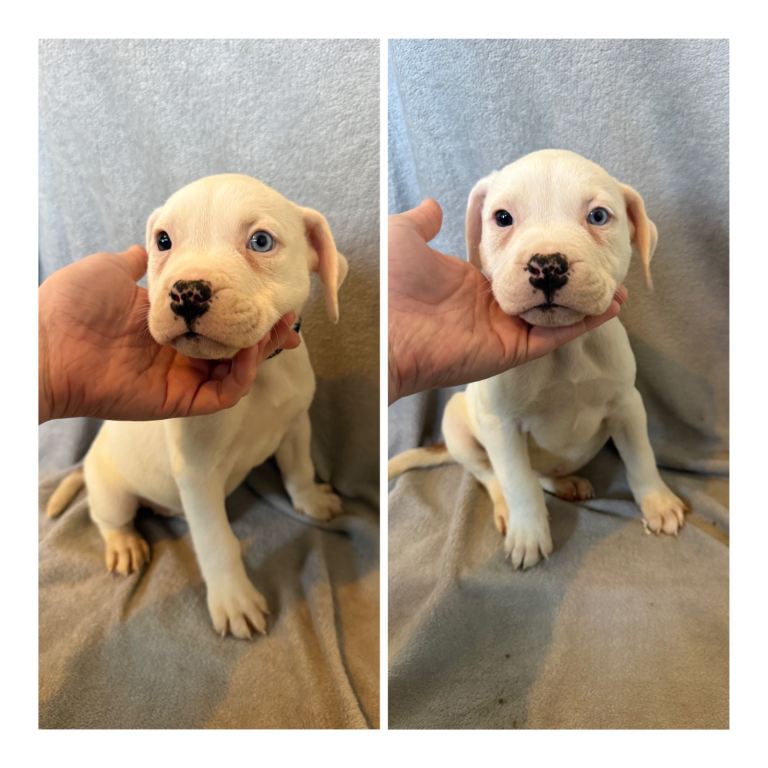 Alapaha blue bulldog