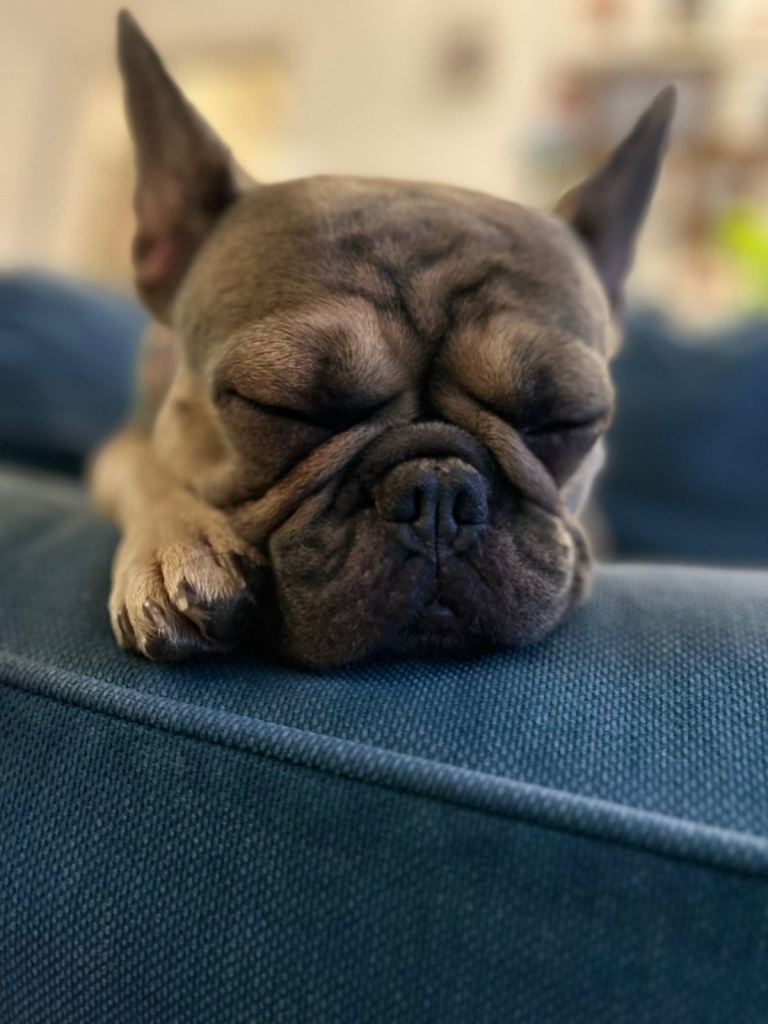1 year old blue fawn French bulldog female 