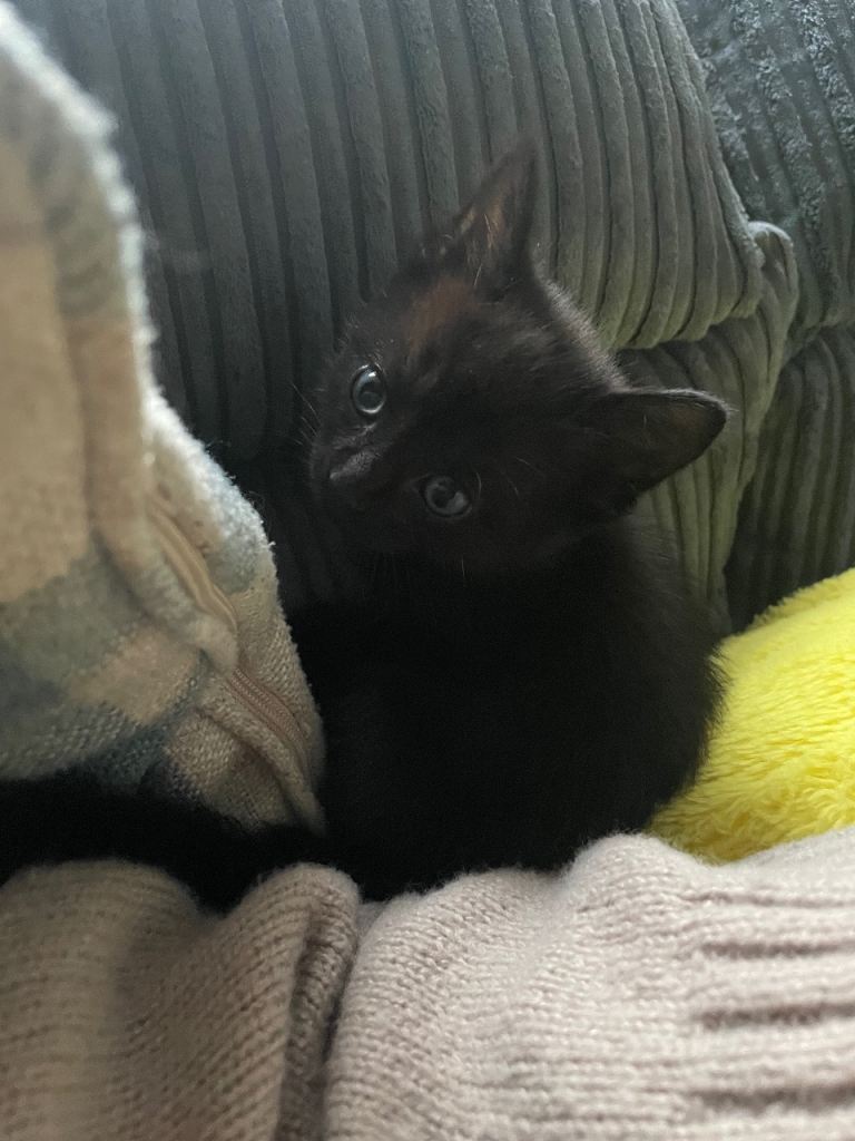 Last one available ** 8week old kitten** last one 