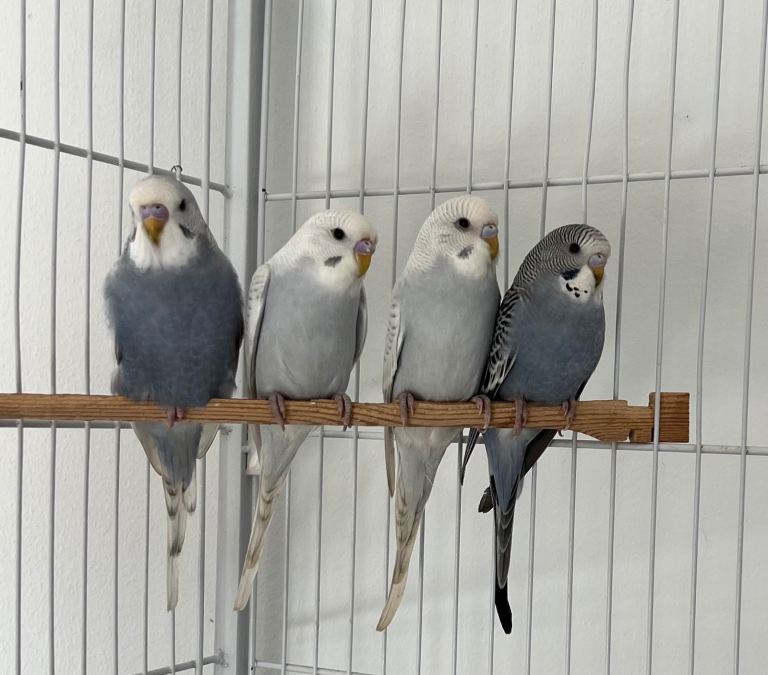 Baby budgies for sale