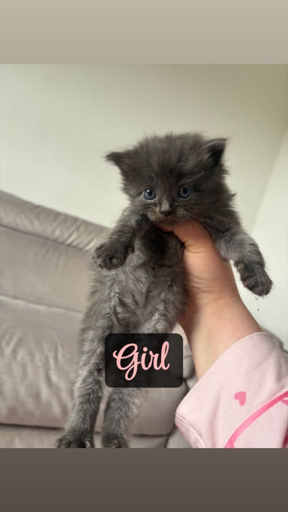 Beautiful Mainecoon cross kittens 