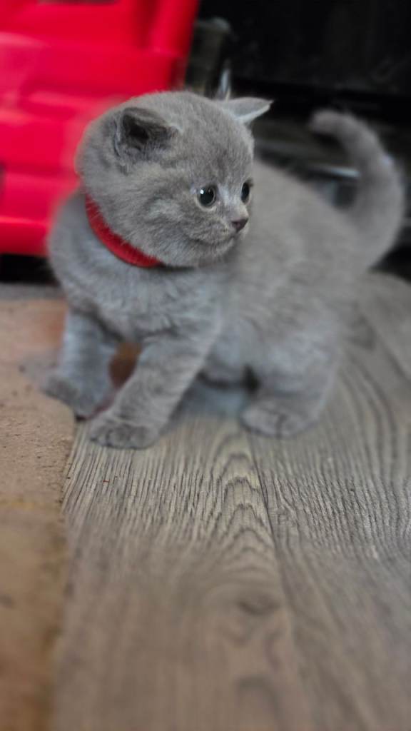 Chunky British Blue Shorthair Kittens – Family Raised 💙