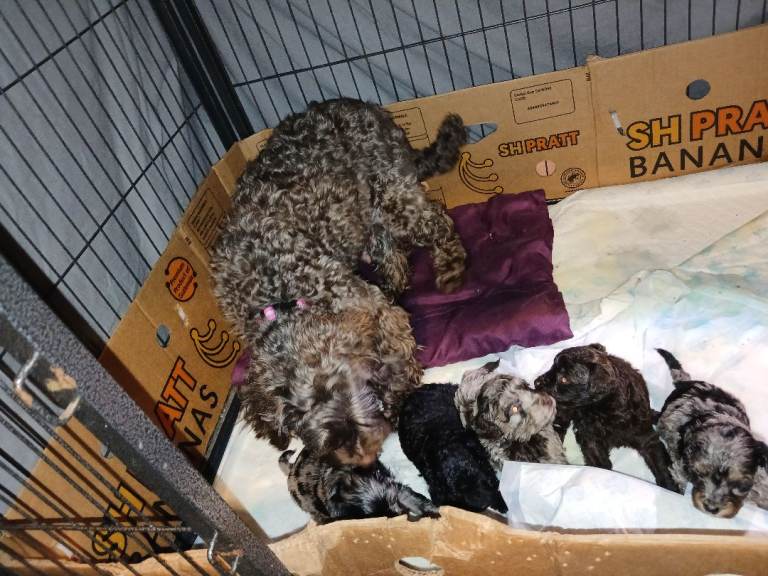 Cockapoo puppies