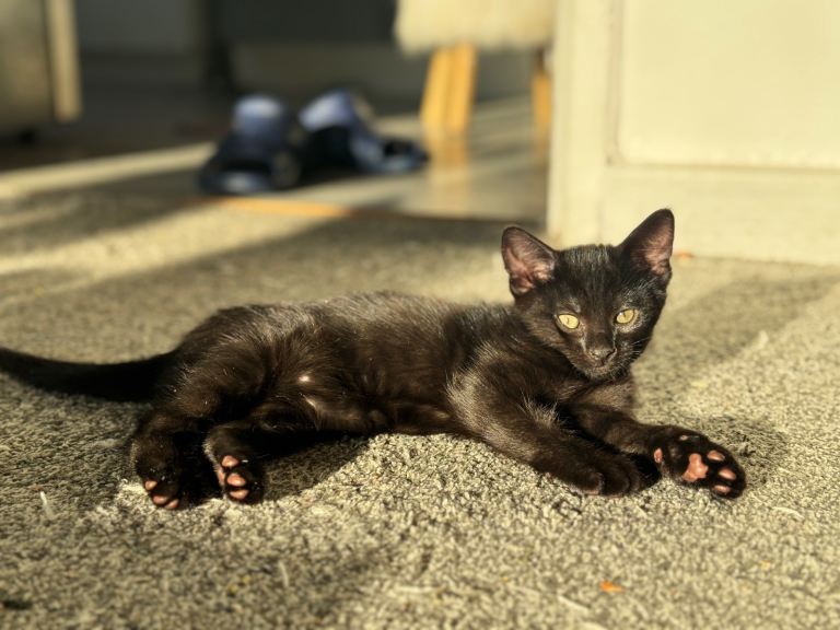 3female kittens (only one of black kittens left) price changeable 