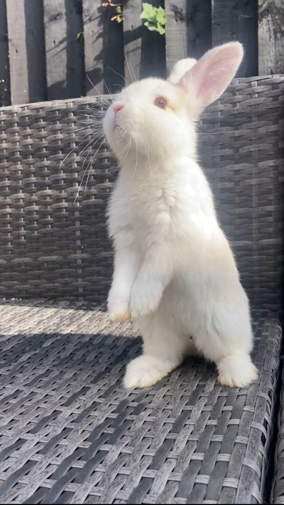 Mini lop x lop/lion head rabbits 