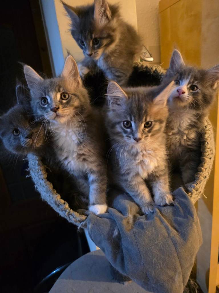 Tica Registered Beautiful Maine Coon Kittens for Sale 3 boys/3 girls