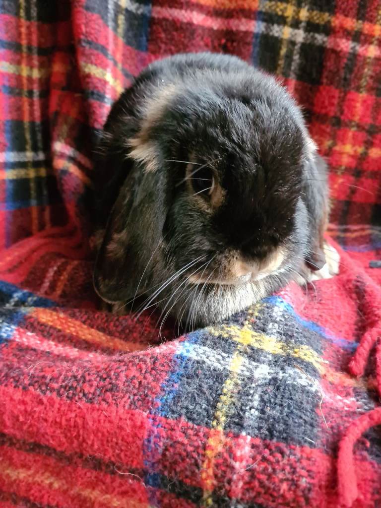 Mini lop #Netherland dwarfs 
