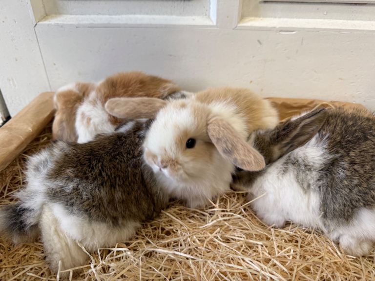 MINI LOP RABBITS (please read description)