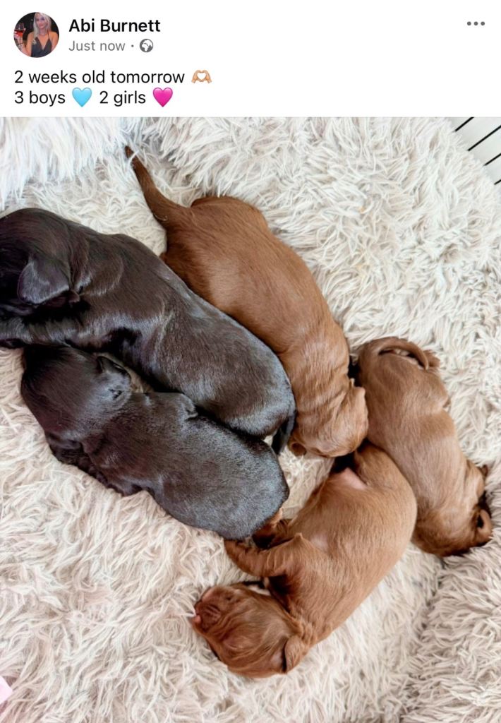 Spaniel Puppy’s 