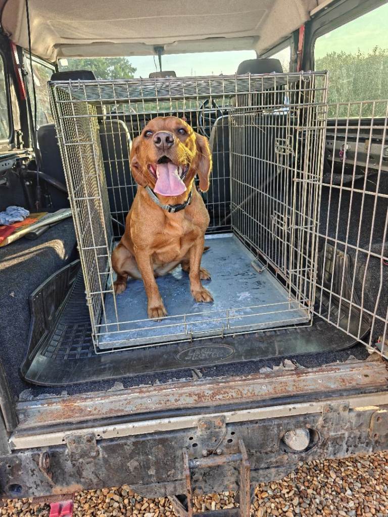 Dog crate / cage / transport box medium large