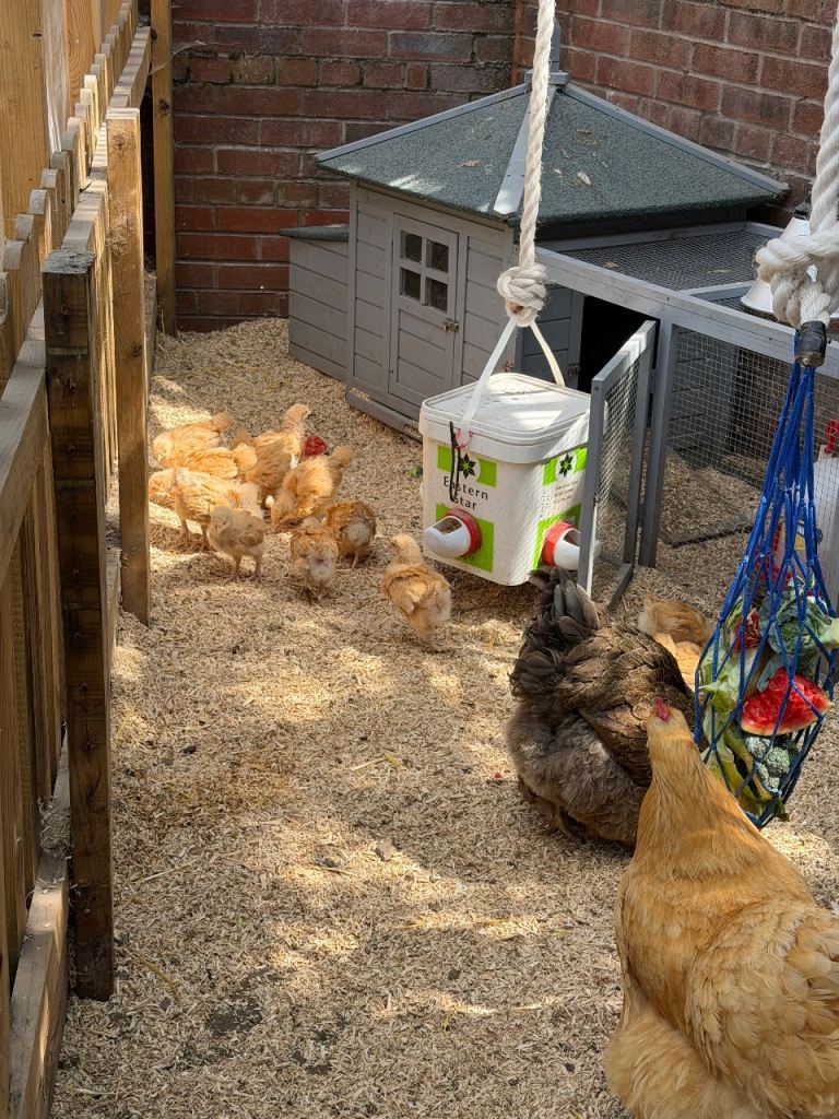 Buff orpington chicks from day olds available 