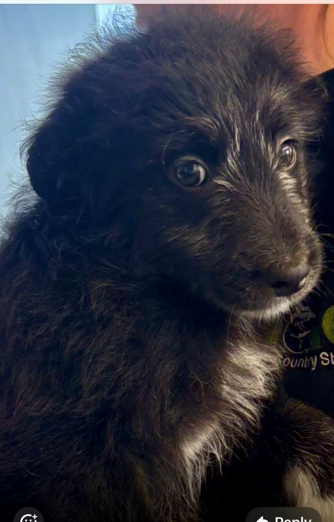Border collie x puppies 