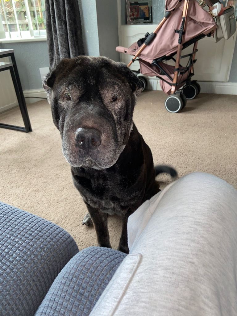  Stella, elderly Shar pei 8-10 years old 