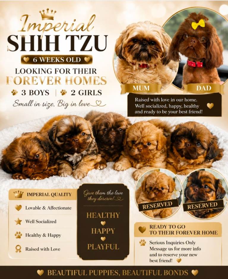 Gorgeous Imperial Shihtzu 