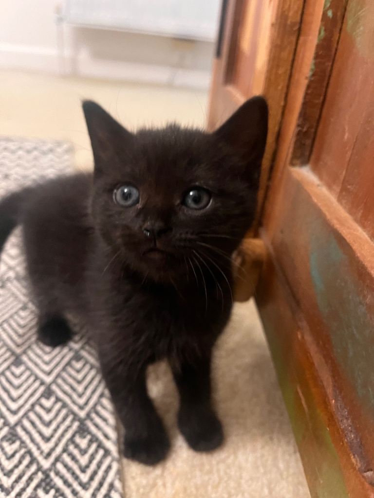 Ragdoll cross Kittens ready in two weeks 