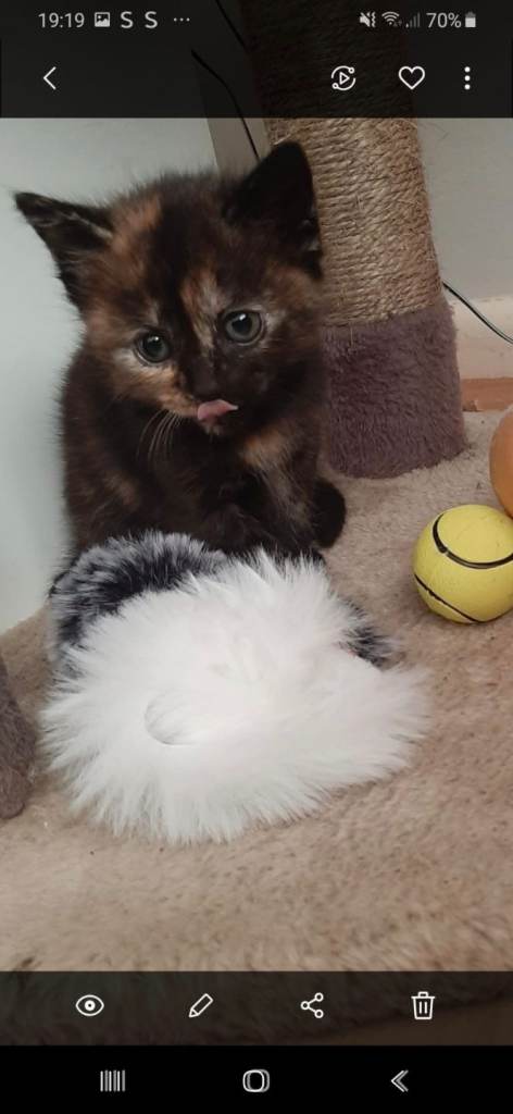 Kittens 