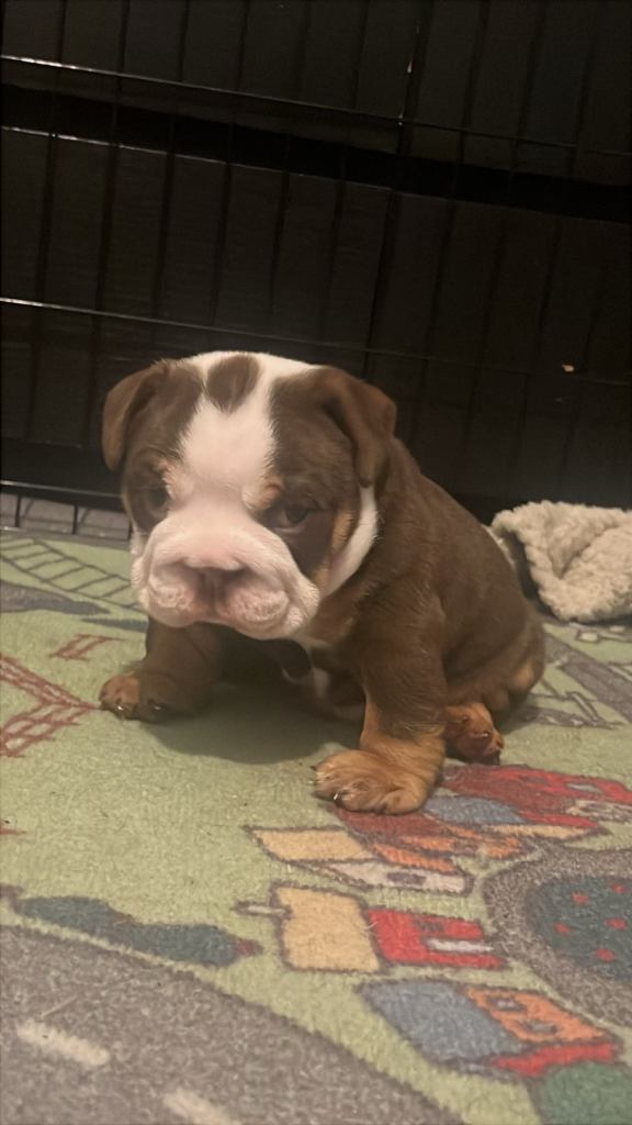 Adorable English Bulldog Puppy Looking for a Loving Home