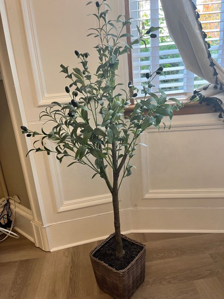 Olive tree, £30.00 for Sale in Cambuslang, Glasgow | Gumtree