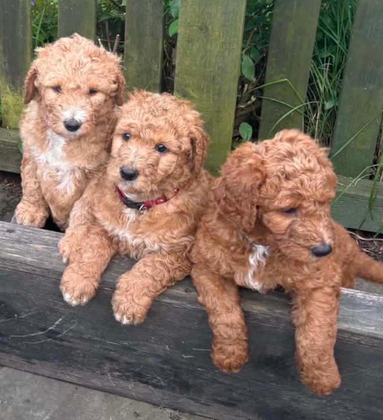 Red labradoodle pups