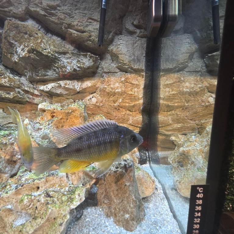 Adults Peacock Cichlids