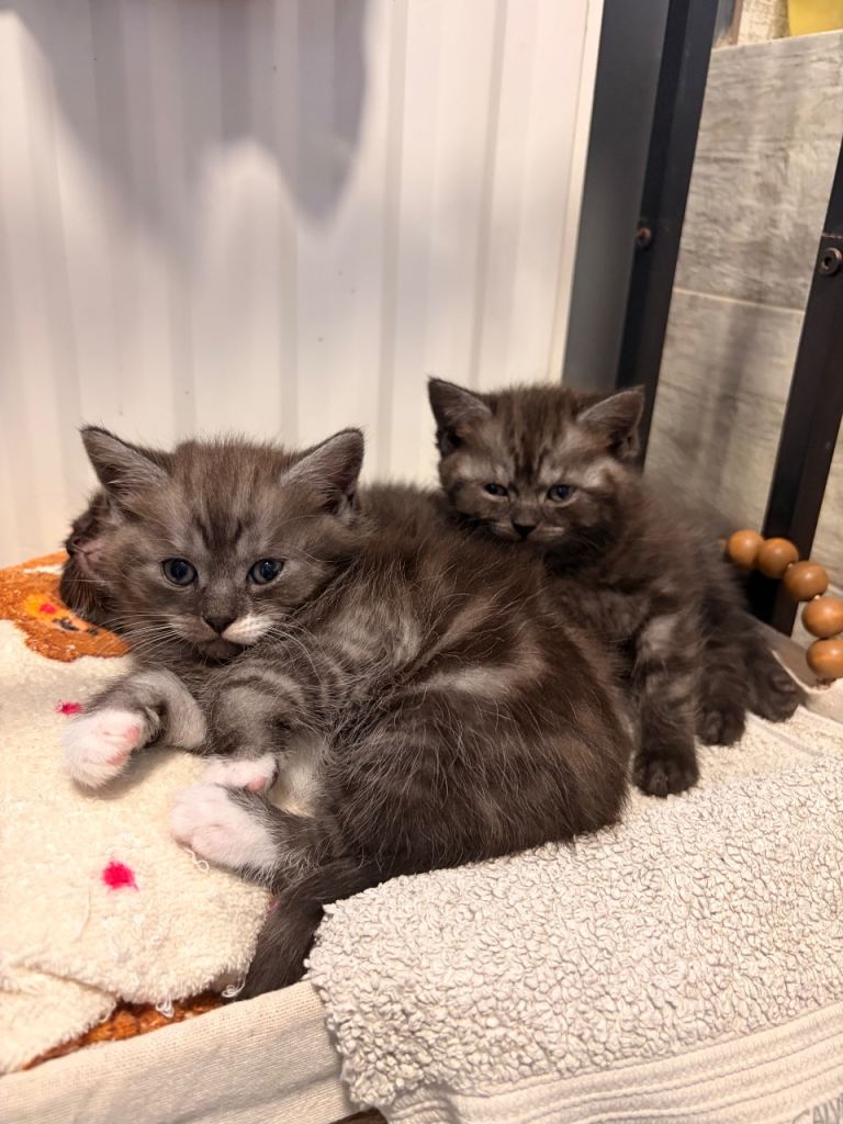 Beautiful British  shorthair kittens 