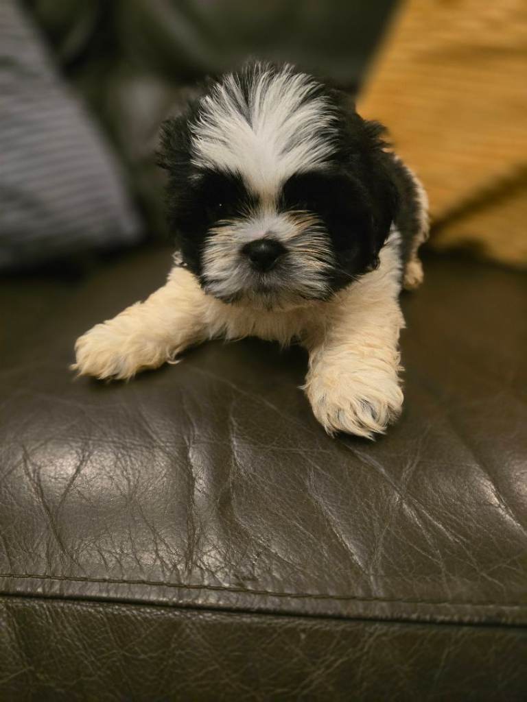 Last 2 kennel club shih tzu pups 