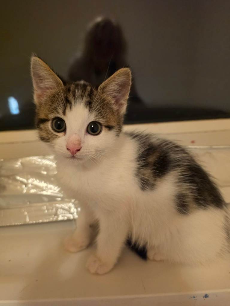 1 beautiful kitten for sale female