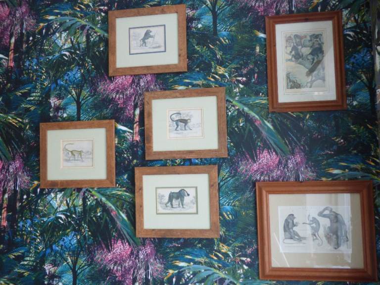 19th Century Natural History Illustrations