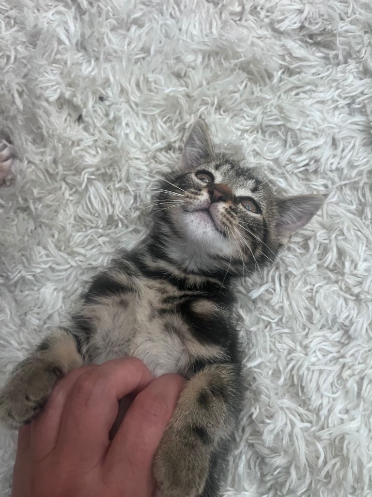 Kittens for sale