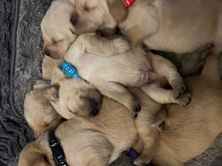 labrador x puppies 