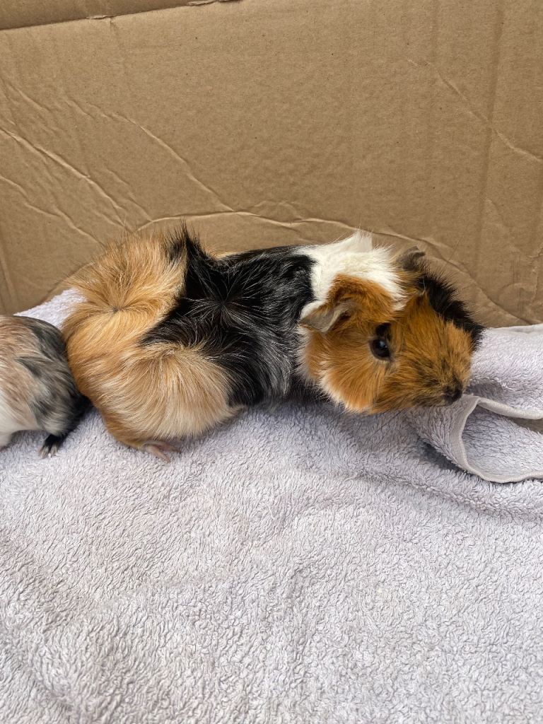 Various Guinea pigs