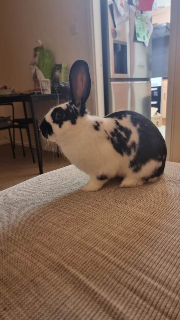 Max, with hutch and accessories.