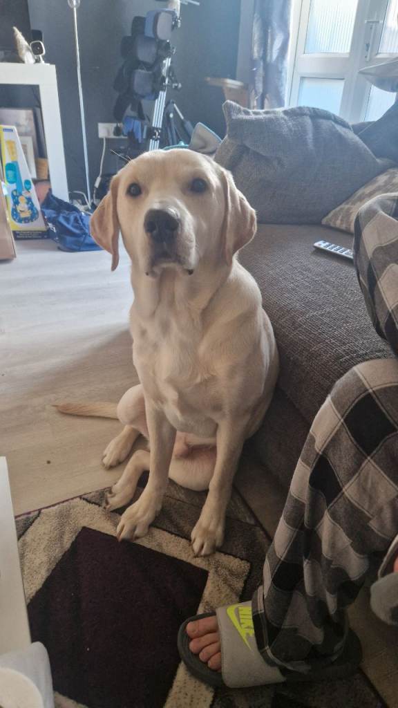 11 month old labrador