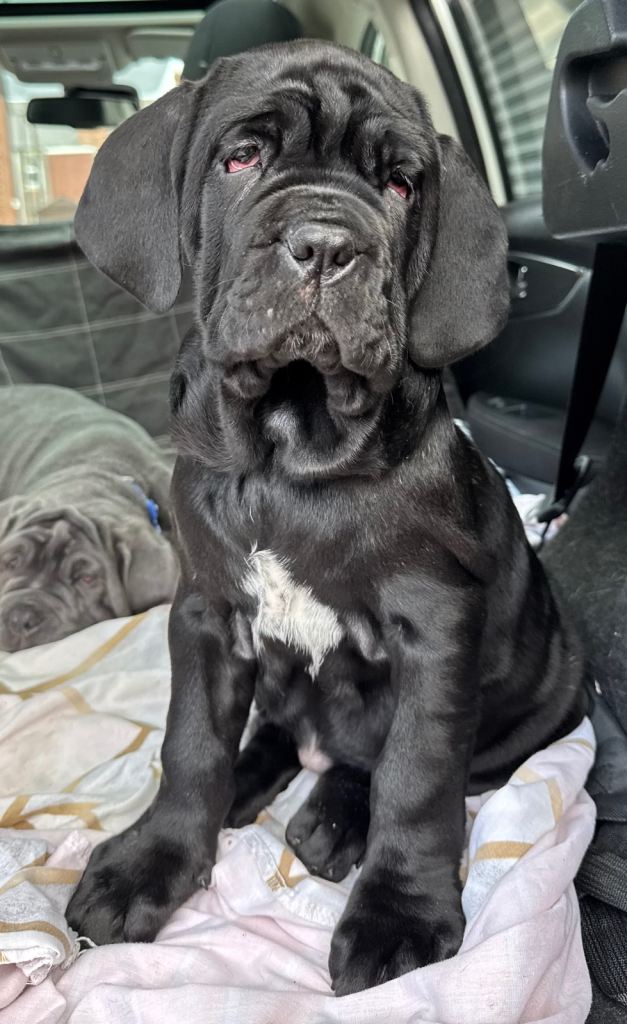 3 Neapolitan mastiff black female puppies Newcastle 
