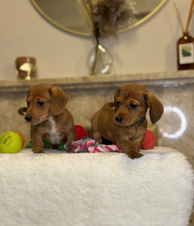 Miniature Dachshund Puppies🤎