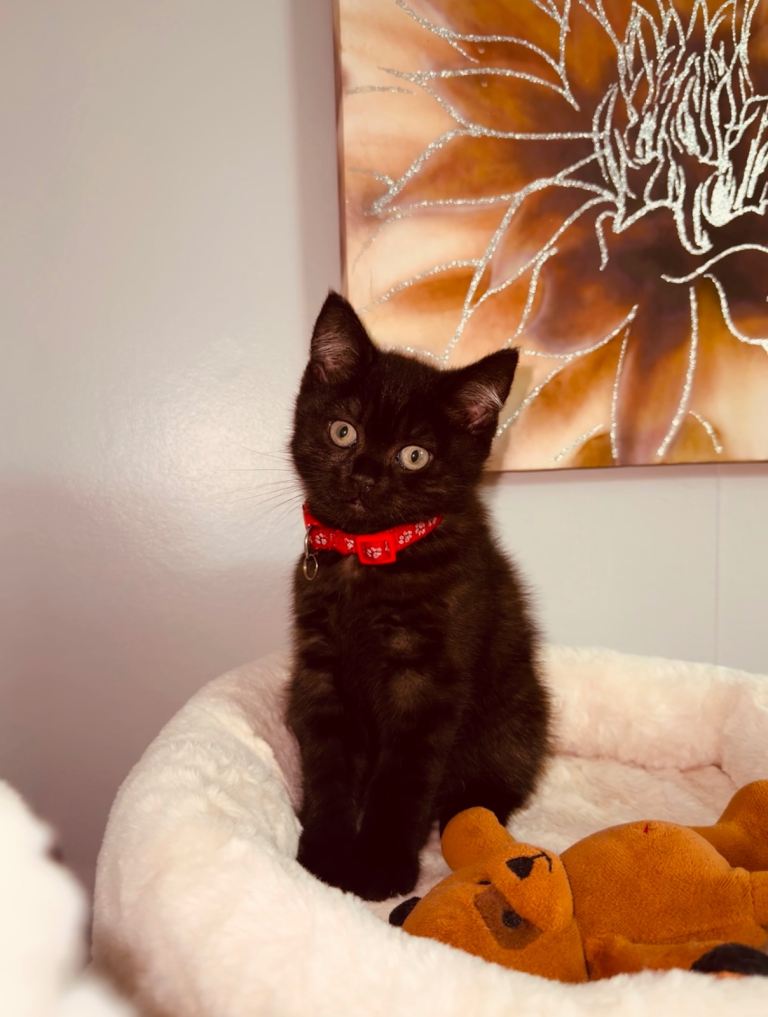 URGENT. BSH kitten