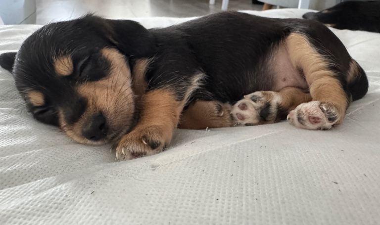 Mauxie Fluffy puppies maltese X dachshund mini 