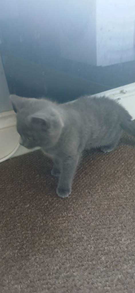 British shorthair kitten 