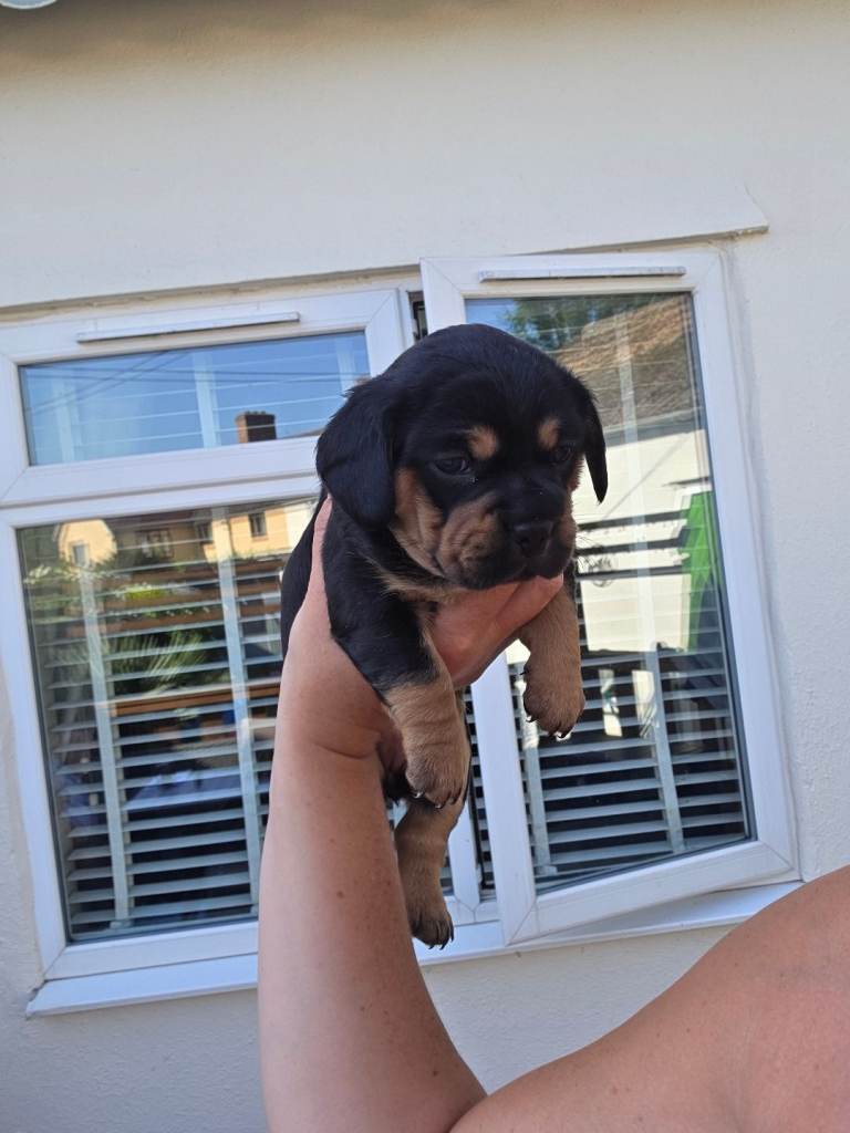 French weaner 