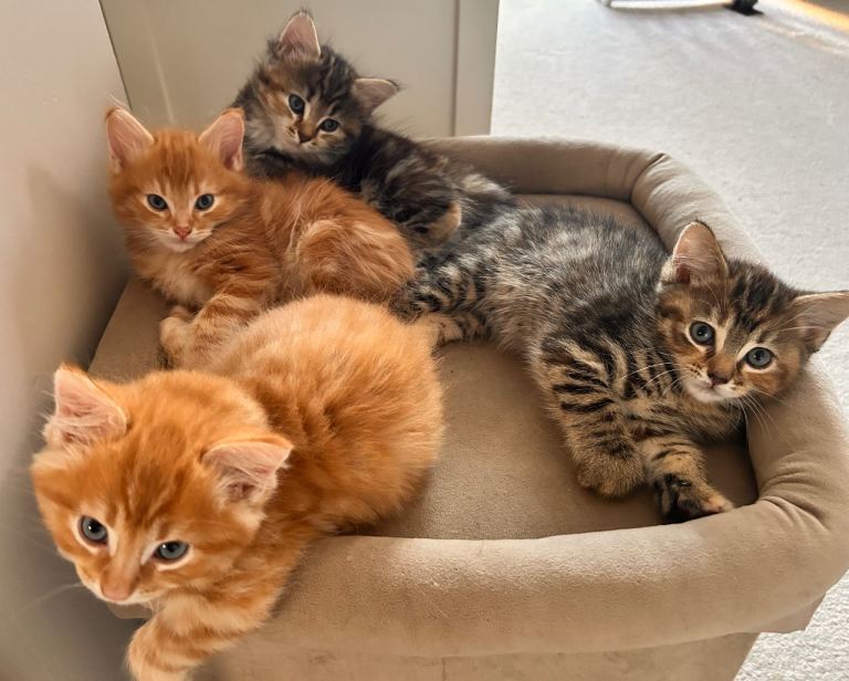 Fluffy kittens for sale