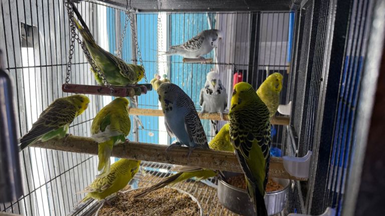 Budgies 