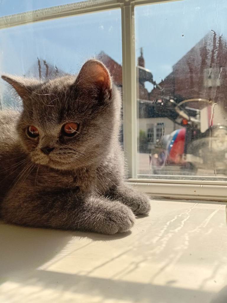 BRITISH SHORT HAIR BOY - READY TO GO 